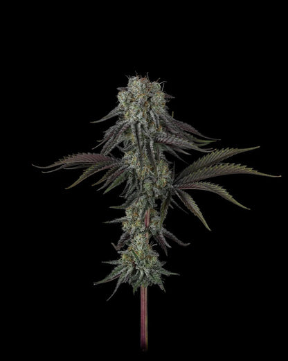 Cherry Punch x WB Bubba 5 seeds