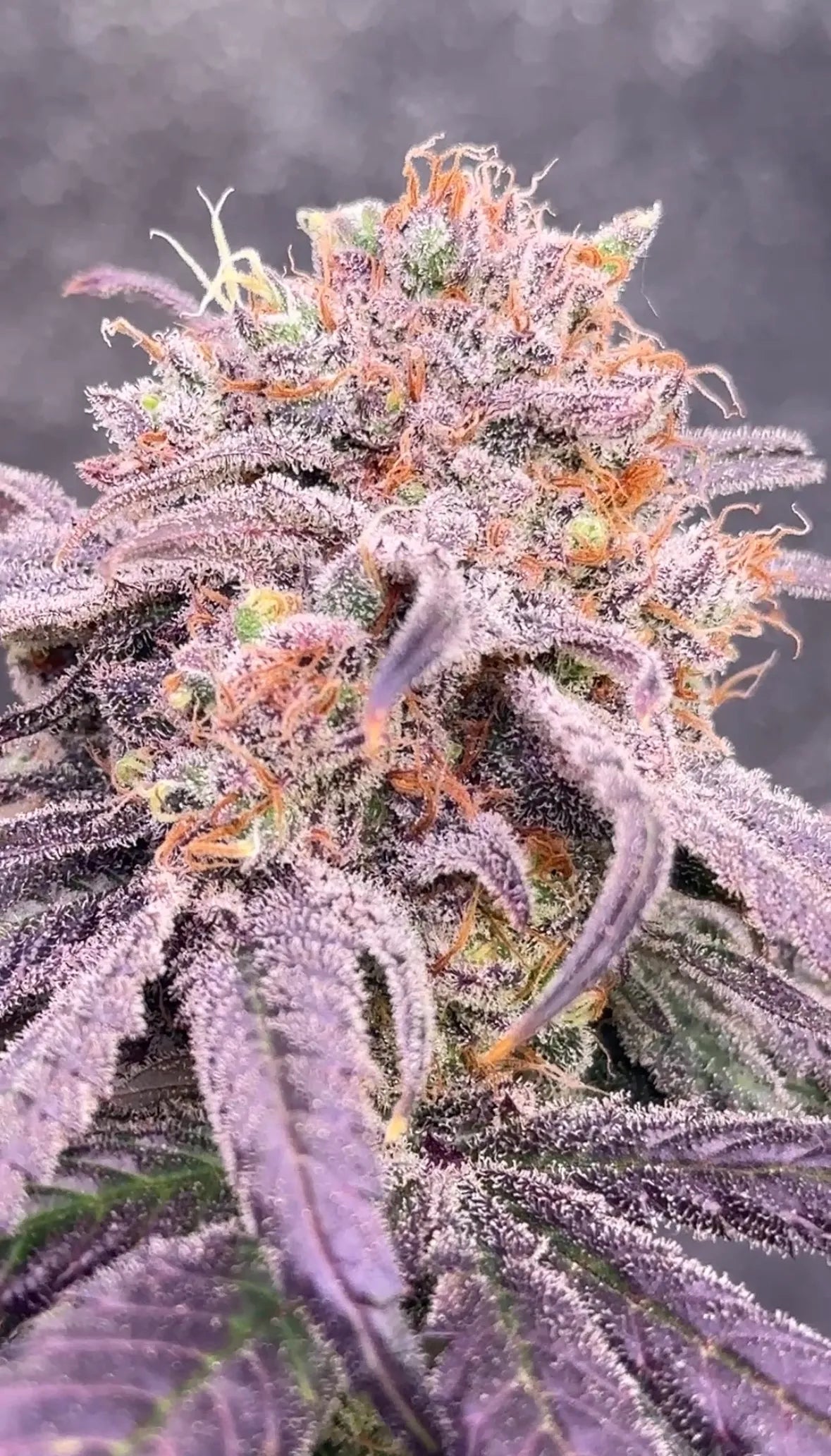 Diabeetus x Devil Driver S1 FEM 10 seeds + 3 Blue Berrymore FEM Freebies
