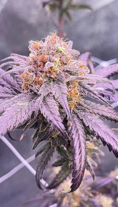 Diabeetus x Devil Driver S1 FEM 10 seeds + 3 Blue Berrymore FEM Freebies