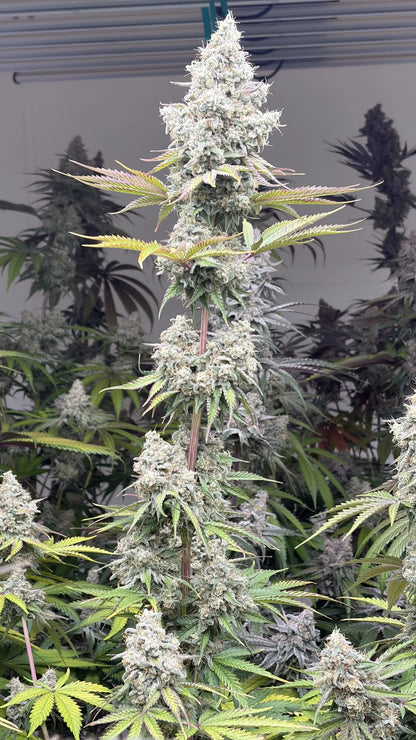 Electric Tsunami (Tsunamiberry x Devil Driver S1) FEM 10 seeds + 3 Blue Berrymore FEM Freebies