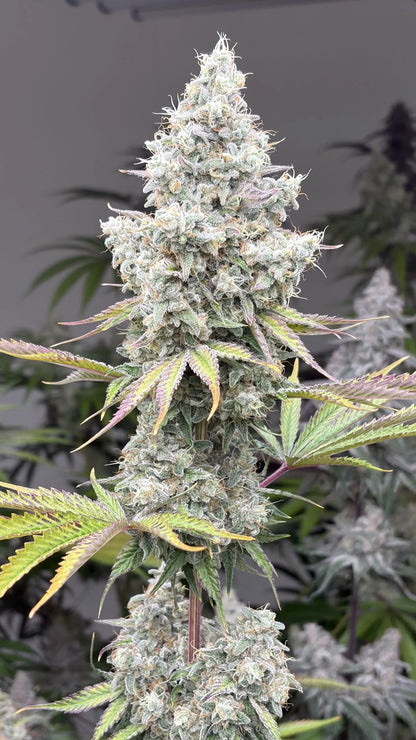 Electric Tsunami (Tsunamiberry x Devil Driver S1) FEM 10 seeds + 3 Blue Berrymore FEM Freebies