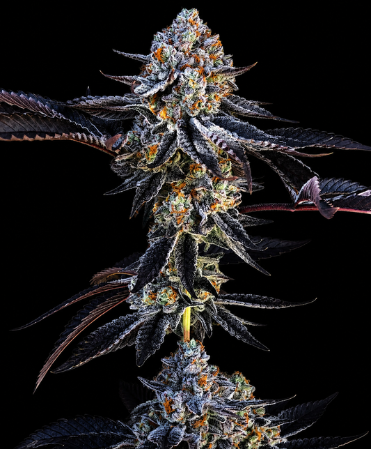 Devil Driver S1 (Devil Driver x Devil Driver) FEM 10 seeds + 3 Blue Berrymore FEM Freebies