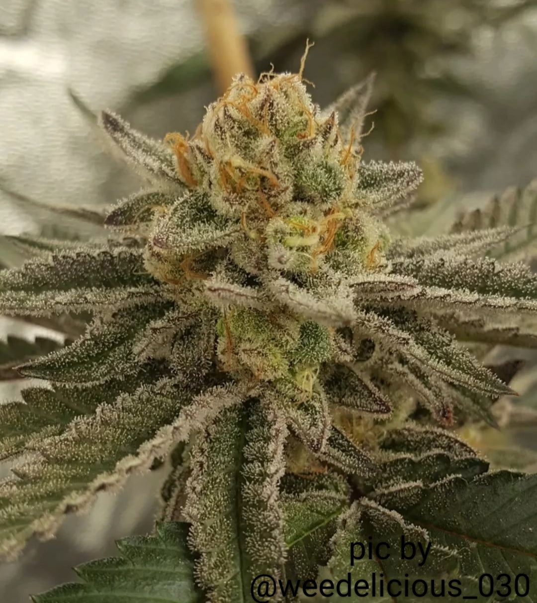 White Truffle x Chimera (FEM) 6-Pack