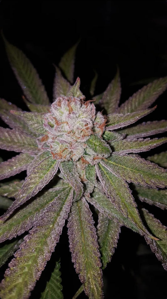 Dulce de Uva x Cherry Octane (FEM) 6 seeds