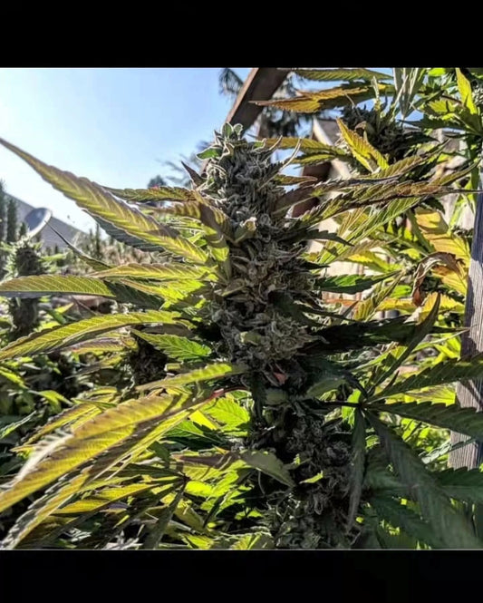 Banana Sours (Banana OG x Mint Sours) Reg 12-Pack + 3 London Zoda x Limecai Fem