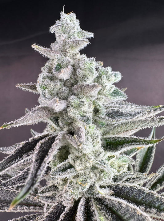 White Flamingo (Oklahoma Coma 20 x Scarface) 10 seeds