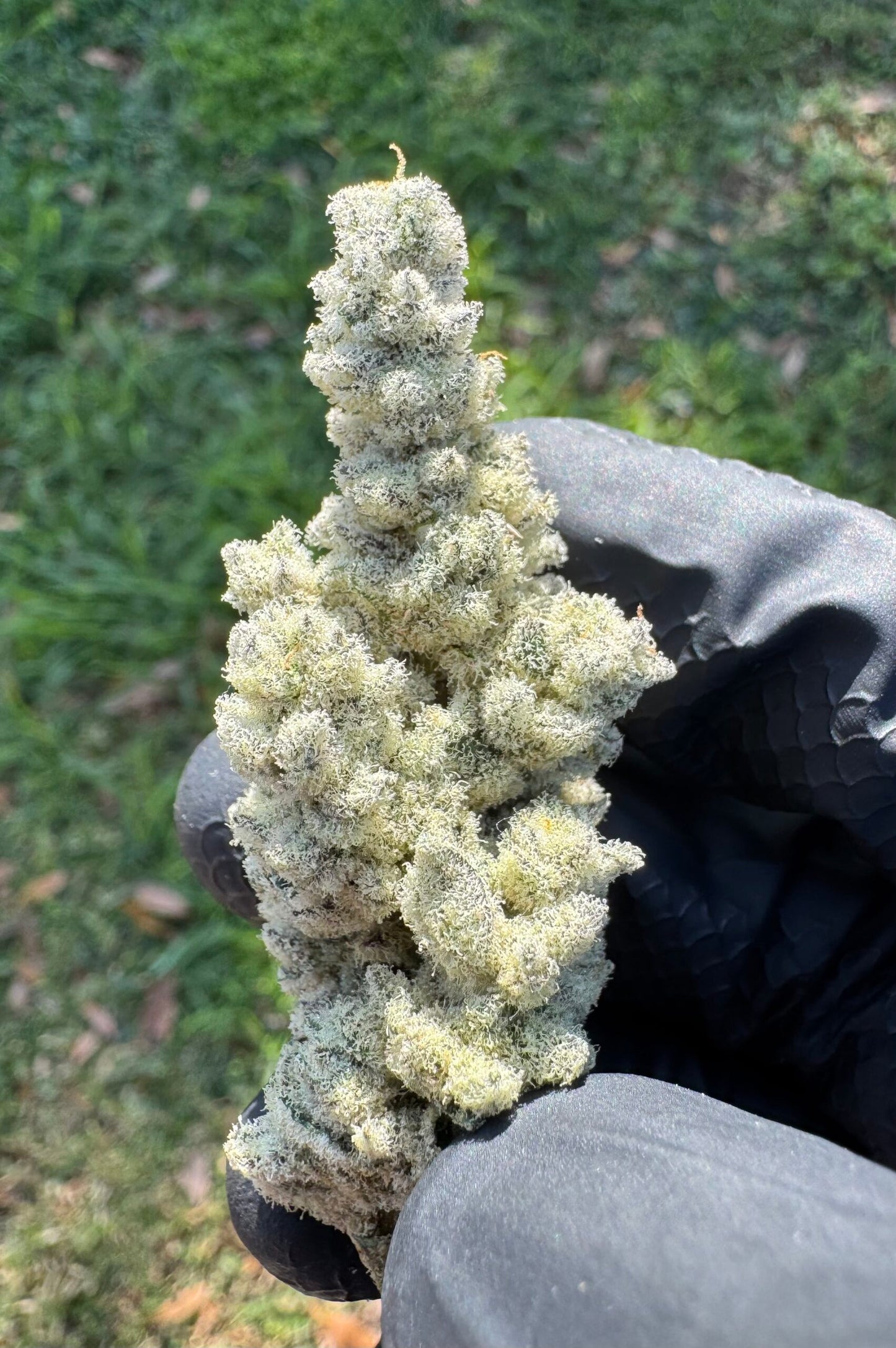 White Flamingo (Oklahoma Coma 20 x Scarface) 10 seeds