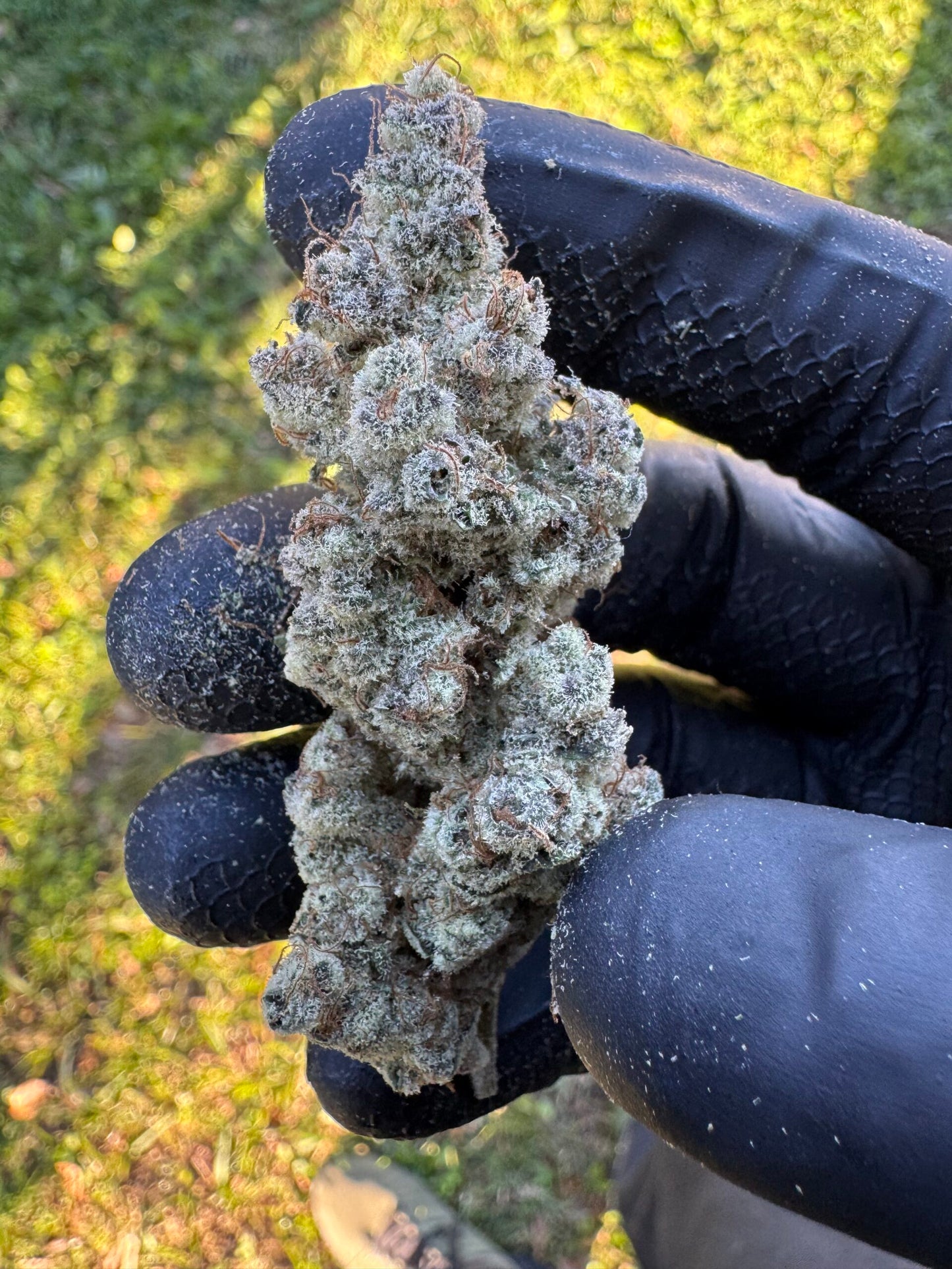 Frozen Havana (Spaced Jam x Scarface) 10 seeds