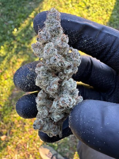 Frozen Havana (Spaced Jam x Scarface) 10 seeds