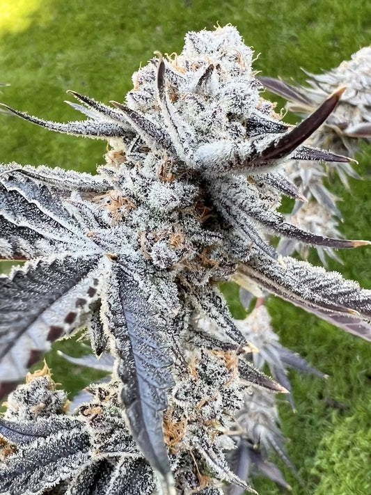 Trich Tyson (Dip’n Stix x Nine Lions #1) fem seeds
