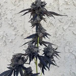 Gushari (Poison Gushers x ZeClair) 6 seeds + 3 Sour D Zoda