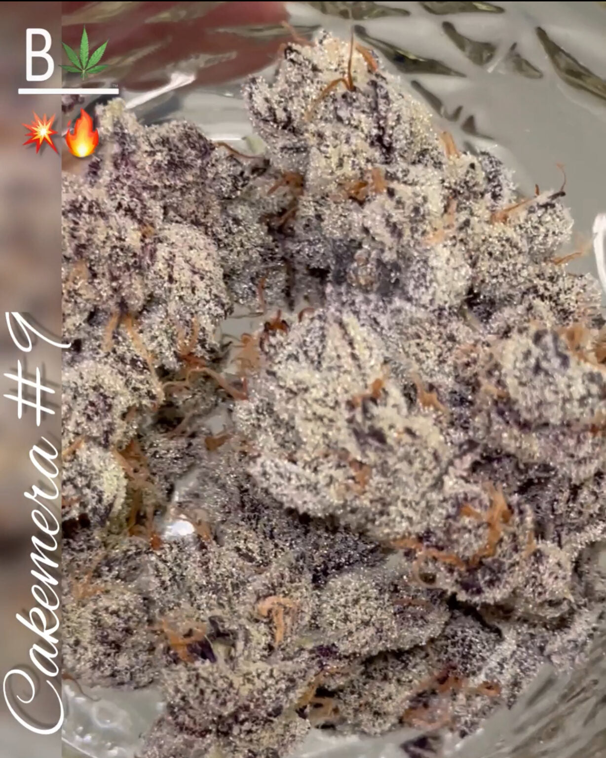 Cakemera (TRUFFLE CAKE X CHIMERA #3) 15 Pack Regular