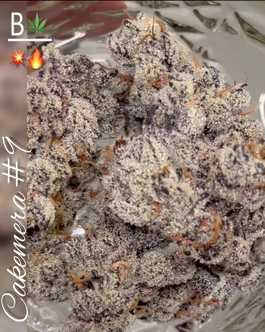 Cakemera (TRUFFLE CAKE X CHIMERA #3) 15 Pack Regular