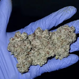Candy Panties (Pink panties x Zwish) 6 seeds + 3 Sour D Zoda