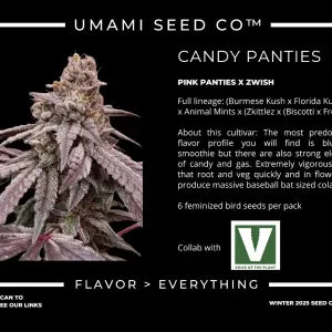 Candy Panties (Pink panties x Zwish) 6 seeds + 3 Sour D Zoda