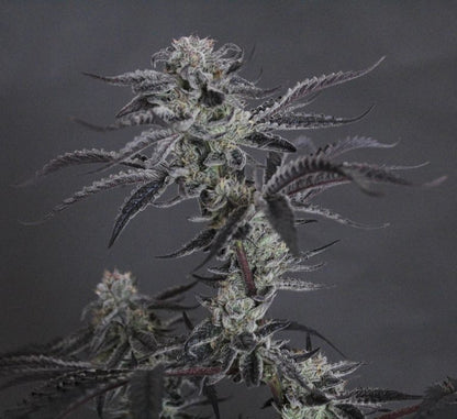 Tsunami Mami R1 (Ice Cream Cake x Truffaloha #1) 5-Pack*