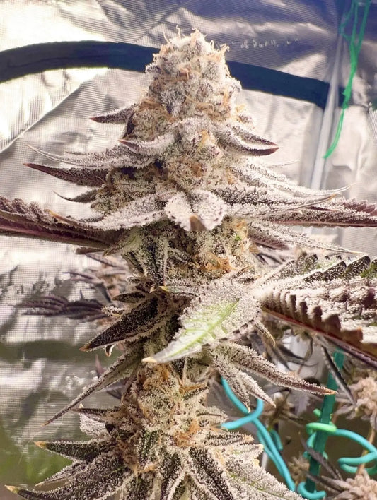 Nine Lions s1 (Truffle Treats #9 x Chimera #3) fem seeds