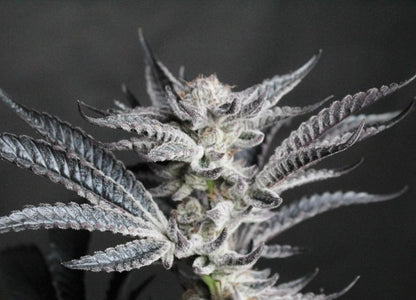 Tsunami Mami R1 (Ice Cream Cake x Truffaloha #1) 5-Pack*