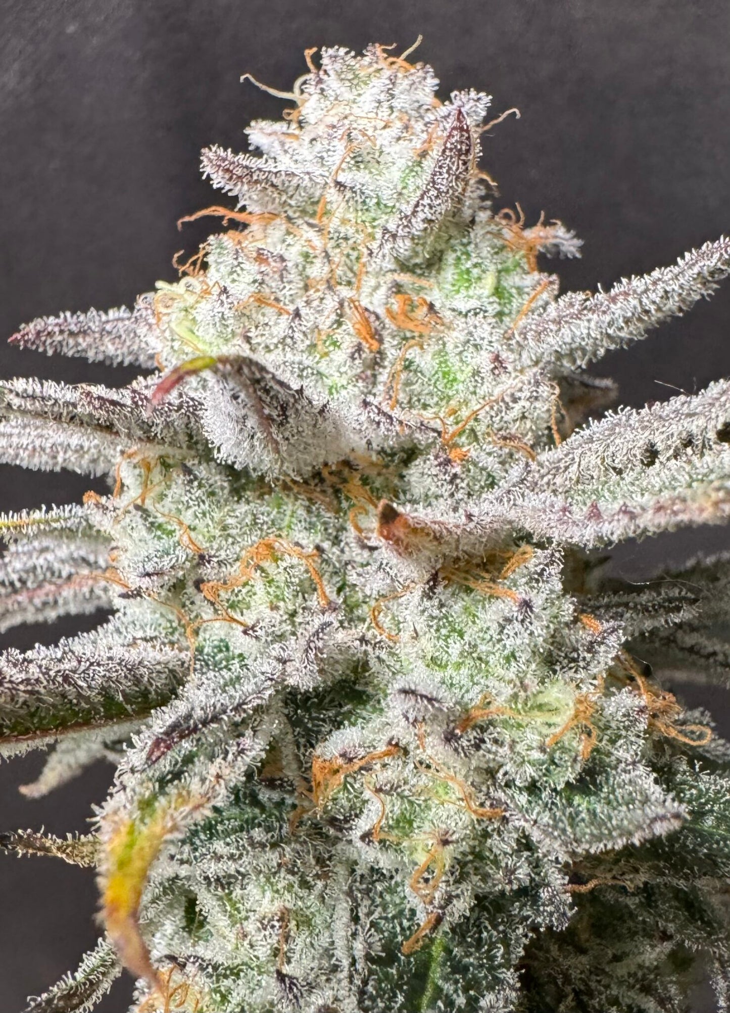 Deep Fried Banana Truffle (Banana Crème Brûlée #11 x Truffle Treats) 10 seeds