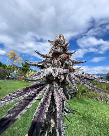 Purple Ink ((Chile Verde x Zuchi) x Limecai) 6 seeds + 3 A&B x Zoda