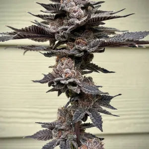 Lemorang (Lemondary x ZeClair) 6 seeds + 3 Sour D Zoda