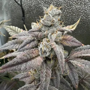 Next Day Air (Payzos x ZeClair) 6 seeds + 3 Sour D Zoda