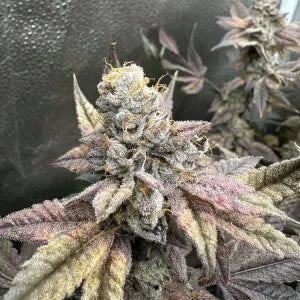Next Day Air (Payzos x ZeClair) 6 seeds + 3 Sour D Zoda