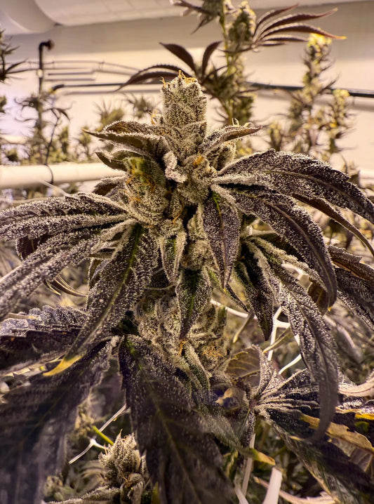 Prime Lime (Hollywood Pure Kush x Limecai)