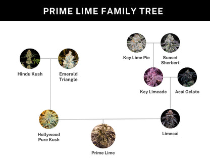 Prime Lime (Hollywood Pure Kush x Limecai) 6 seeds + 3 A&B x Zoda
