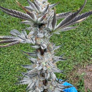 Kush ‘N Keyz R1 (Scarface X Platinum Chimera Breath #16) 12 seeds