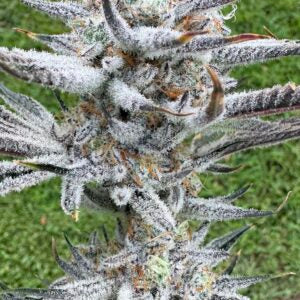 Kush ‘N Keyz R1 (Scarface X Platinum Chimera Breath #16) 12 seeds