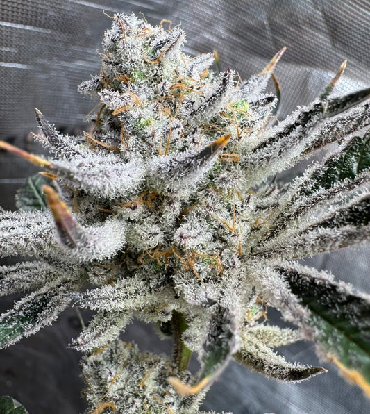 Kush ‘N Keyz R1 (Scarface X Platinum Chimera Breath #16) 12 seeds