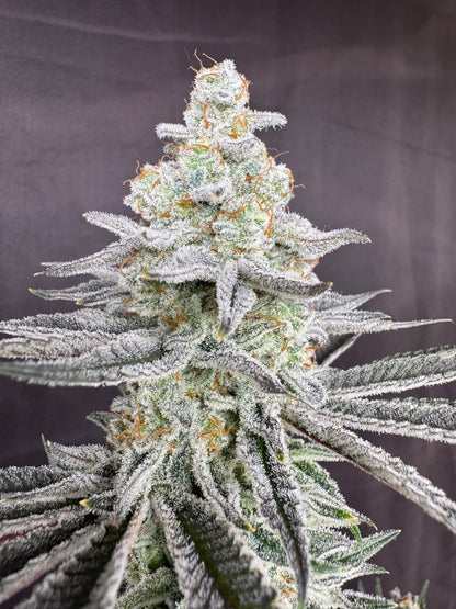 Sugah Stix (Dip ‘N Stix x Scarface) 10 seeds