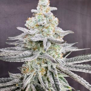 Sugah Stix (Dip ‘N Stix x Scarface) 10 seeds