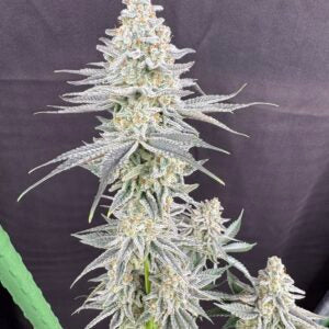 Sugah Stix (Dip ‘N Stix x Scarface) 10 seeds