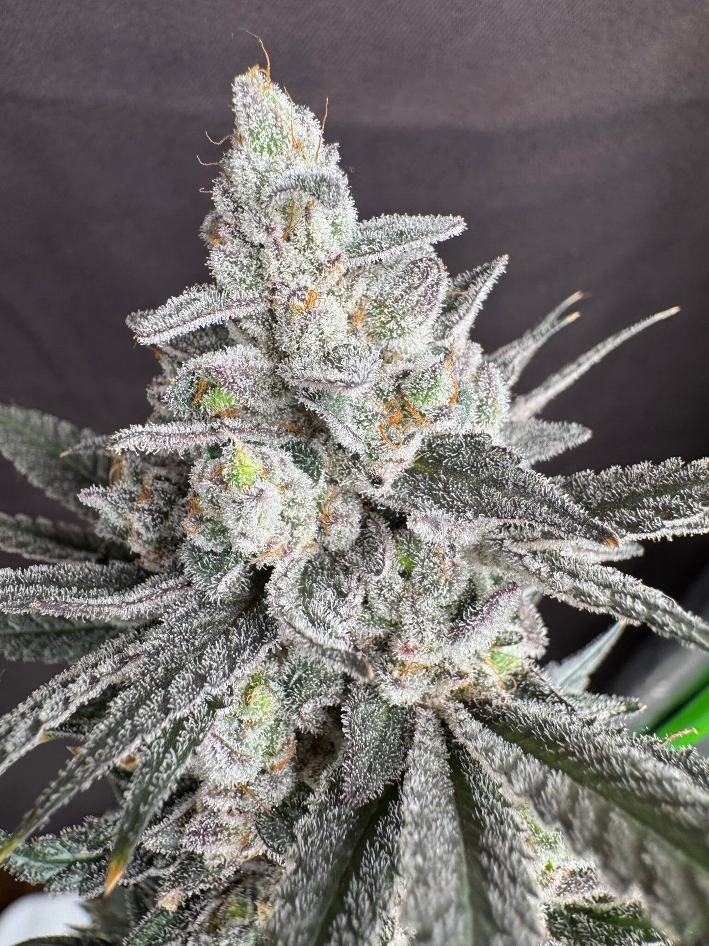 Big Perm (Permanent Chimera X Scarface) 10 seeds