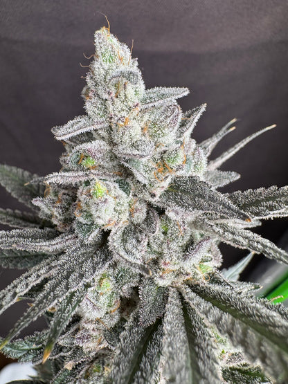 Big Perm (Permanent Chimera X Scarface) 10 seeds