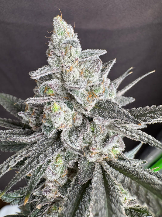 Big Perm (Permanent Chimera X Scarface) 10 seeds