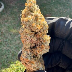 Sugah Stix (Dip ‘N Stix x Scarface) 10 seeds