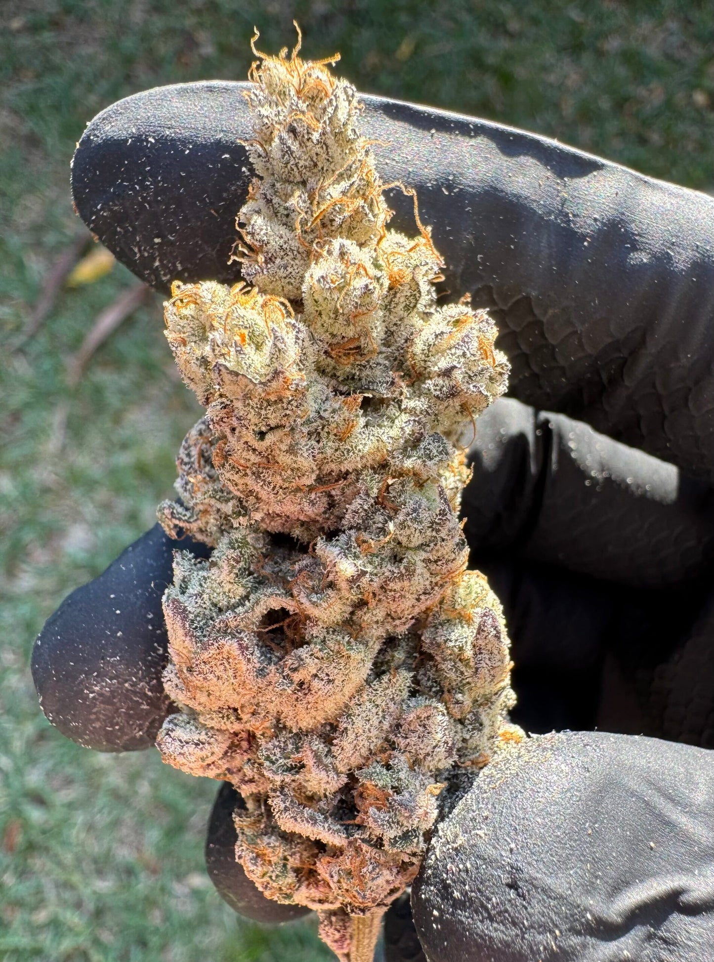 Big Perm (Permanent Chimera X Scarface) 10 seeds