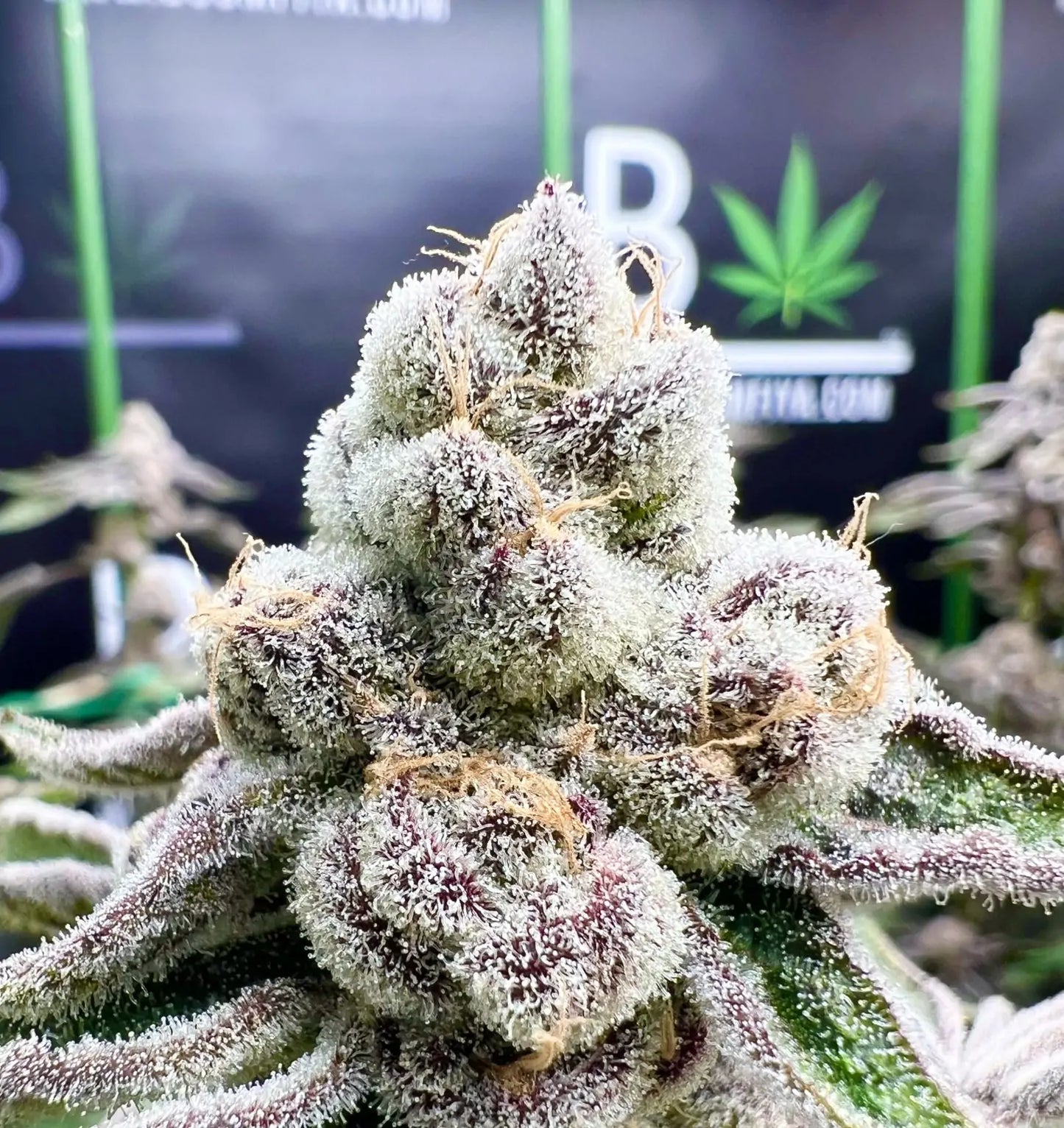 Ninth Life [(Chimera #4 x Nine Lions #1)] fem seeds