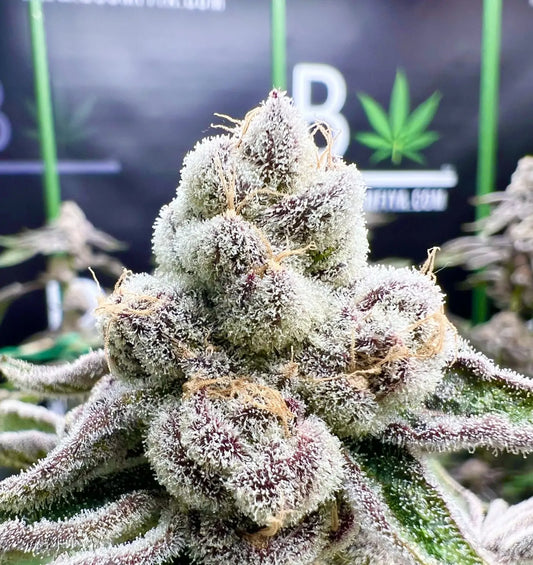 Ninth Life [(Chimera #4 x Nine Lions #1)] fem seeds