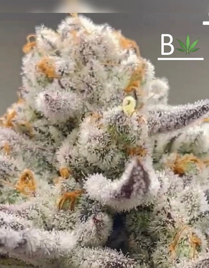 Chimera #3 s1 (White Truffle X THE CREATURE) fem seeds