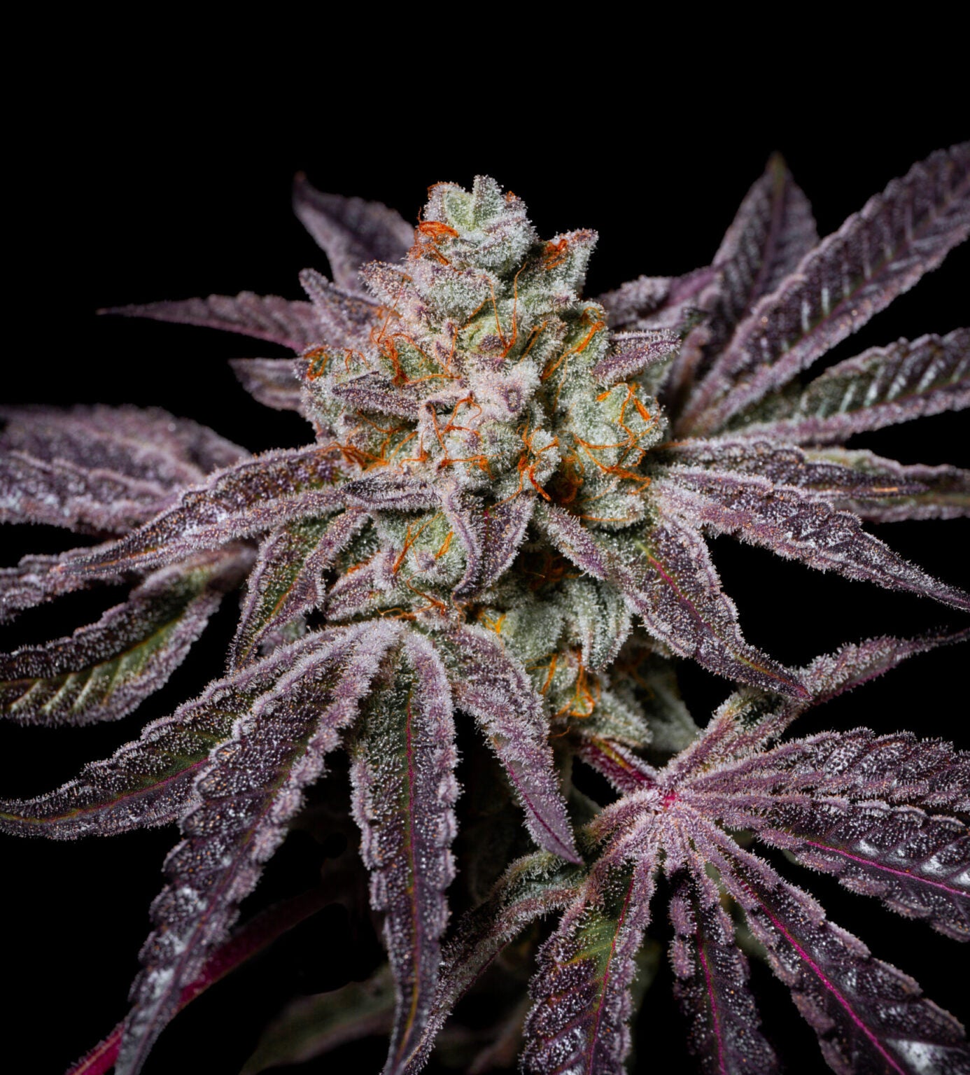 Insanity OG (The Ultimate Crasher OG x Frosted Sherbert OG) 5 seeds - Pure Instinto 'Exotic Line'