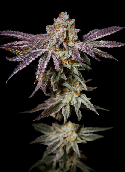 Insanity OG (The Ultimate Crasher OG x Frosted Sherbert OG) 5 seeds - Pure Instinto 'Exotic Line'
