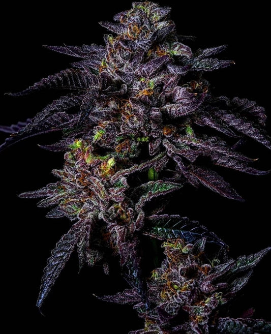 Ice Cream Cake (ICC x ICC Bx1) Fem 6 seeds