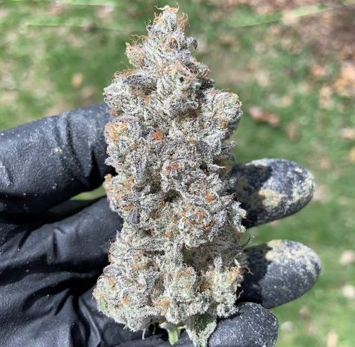 Garlic Storm ((GMO x Slurricane) x Slurricane #23) 3 seeds