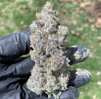 Garlic Storm ((GMO x Slurricane) x Slurricane #23) 3 seeds