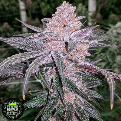 Jelly Sickle (Purple Punch x Jelly Breath) 3 seeds