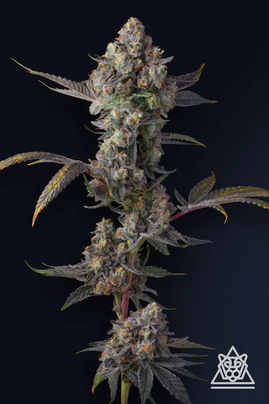 Jet Puft (Marshmallow OG #9 x The Menthol) 5-Pack